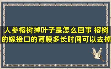 人参榕树掉叶子是怎么回事 榕树的嫁接口的薄膜多长时间可以去掉了